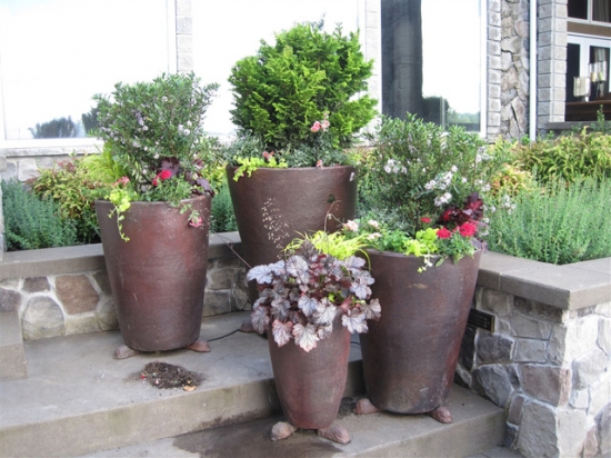 Decorative Potted Plants