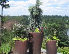 Decorative Plantings